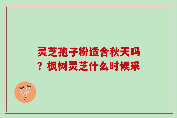 灵芝孢子粉适合秋天吗？枫树灵芝什么时候采