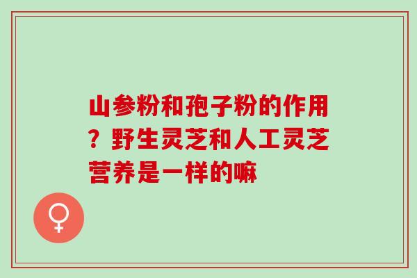 山参粉和孢子粉的作用？野生灵芝和人工灵芝营养是一样的嘛