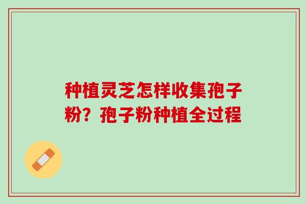 种植灵芝怎样收集孢子粉？孢子粉种植全过程