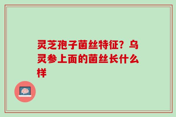 灵芝孢子菌丝特征?乌灵参上面的菌丝长什么样 灵芝孢子菌丝特征?乌灵参上面的菌丝长什么样