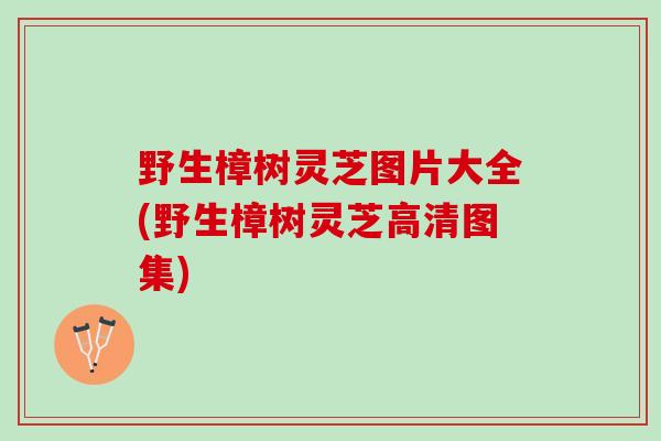 野生樟树灵芝图片大全(野生樟树灵芝高清图集)