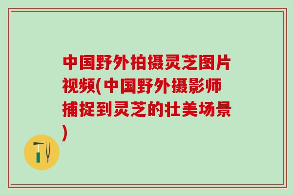 中国野外拍摄灵芝图片视频(中国野外摄影师捕捉到灵芝的壮美场景) 中国野外拍摄灵芝图片视频(中国野外摄影师捕捉到灵芝的壮美场景)