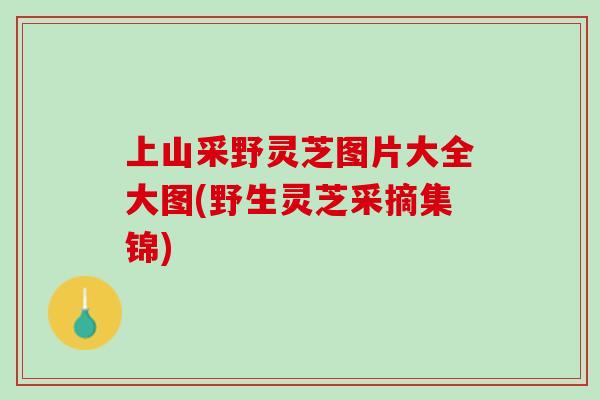 上山采野灵芝图片大全大图(野生灵芝采摘集锦) 上山采野灵芝图片大全大图(野生灵芝采摘集锦)