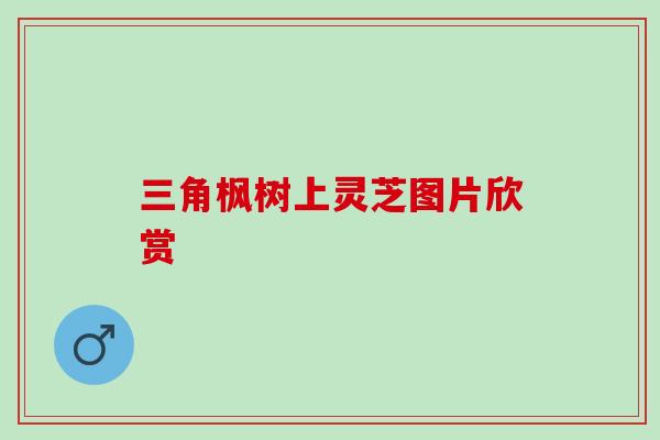 三角枫树上灵芝图片欣赏