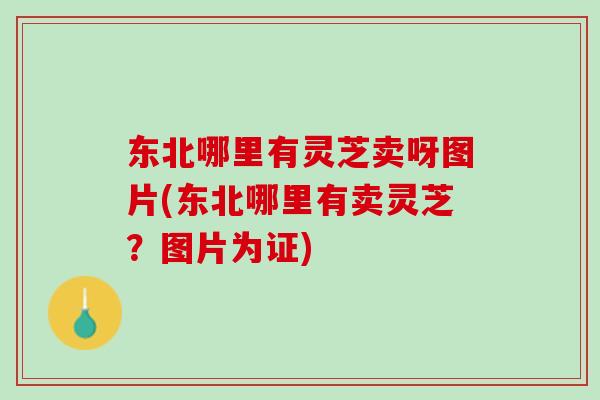 东北哪里有灵芝卖呀图片(东北哪里有卖灵芝？图片为证)