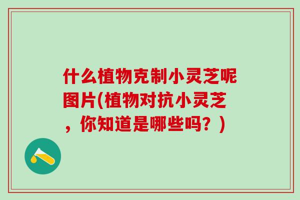 什么植物克制小灵芝呢图片(植物对抗小灵芝，你知道是哪些吗？)