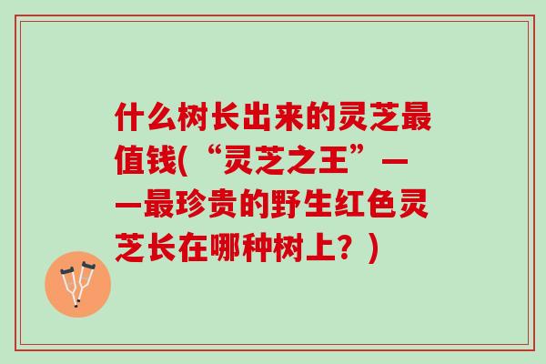 什么树长出来的灵芝值钱(“灵芝之王”——珍贵的野生红色灵芝长在哪种树上？)