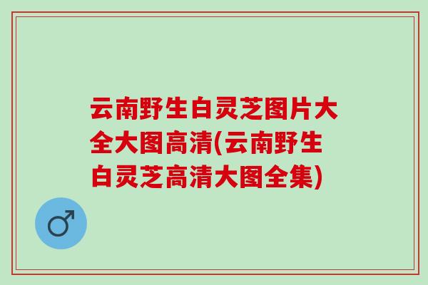 云南野生白灵芝图片大全大图高清(云南野生白灵芝高清大图全集) 云南野生白灵芝图片大全大图高清(云南野生白灵芝高清大图全集)