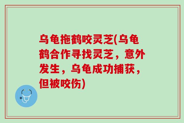 乌龟拖鹤咬灵芝(乌龟鹤合作寻找灵芝，意外发生，乌龟成功捕获，但被咬伤)