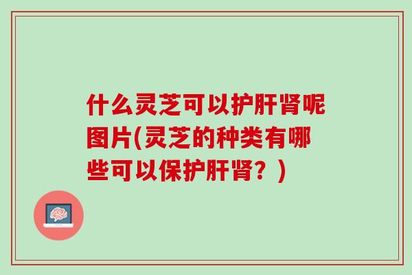 什么灵芝可以护肝肾呢图片(灵芝的种类有哪些可以保护肝肾？)