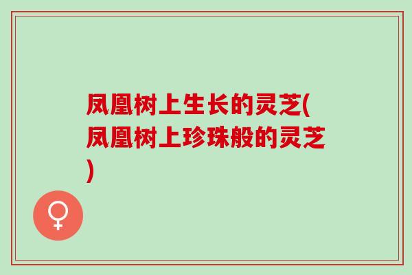 凤凰树上生长的灵芝(凤凰树上珍珠般的灵芝)