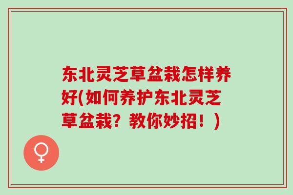 东北灵芝草盆栽怎样养好(如何养护东北灵芝草盆栽？教你妙招！)