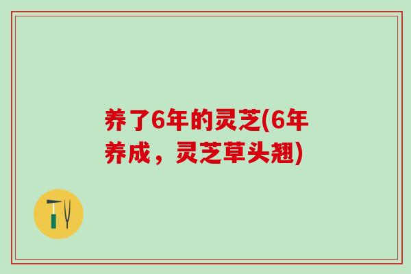 养了6年的灵芝(6年养成,灵芝草头翘) 养了6年的灵芝(6年养成,灵芝草头翘)