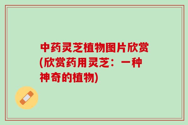灵芝植物图片欣赏(欣赏药用灵芝：一种神奇的植物)