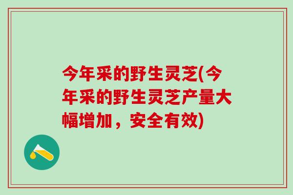 今年采的野生灵芝(今年采的野生灵芝产量大幅增加，安全有效)