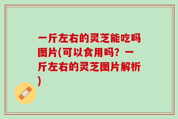 一斤左右的灵芝能吃吗图片(可以食用吗？一斤左右的灵芝图片解析)