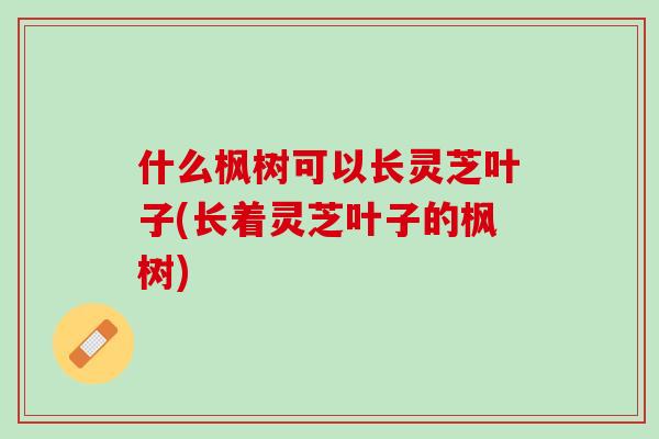 什么枫树可以长灵芝叶子(长着灵芝叶子的枫树)