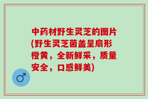 中药材野生灵芝的图片(野生灵芝菌盖呈扇形橙黄，全新鲜采，质量安全，口感鲜美)