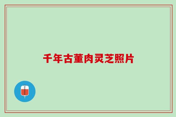 千年古董肉灵芝照片