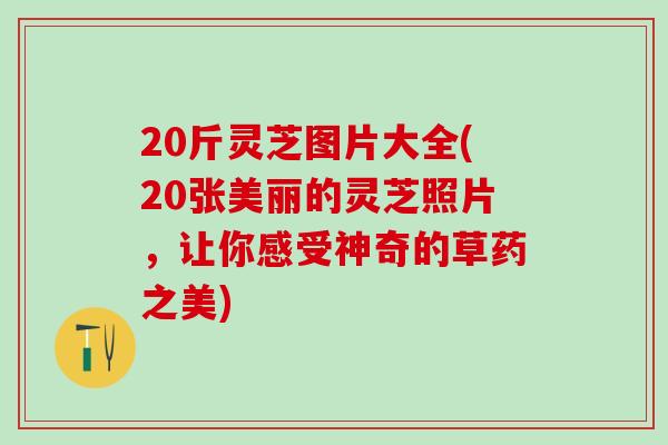 20斤灵芝图片大全(20张美丽的灵芝照片，让你感受神奇的草药之美)