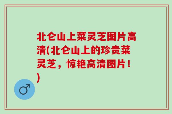 北仑山上菜灵芝图片高清(北仑山上的珍贵菜灵芝，惊艳高清图片！)