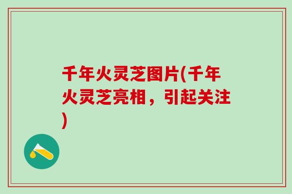 千年火灵芝图片(千年火灵芝亮相，引起关注)
