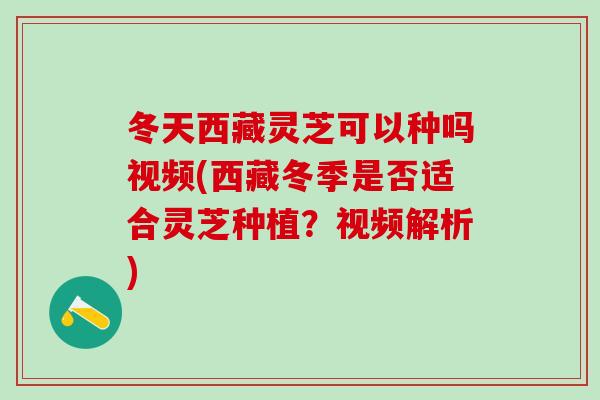 冬天西藏灵芝可以种吗视频(西藏冬季是否适合灵芝种植？视频解析)