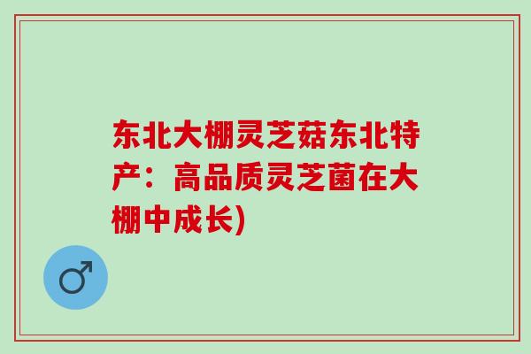 东北大棚灵芝菇东北特产：高品质灵芝菌在大棚中成长)