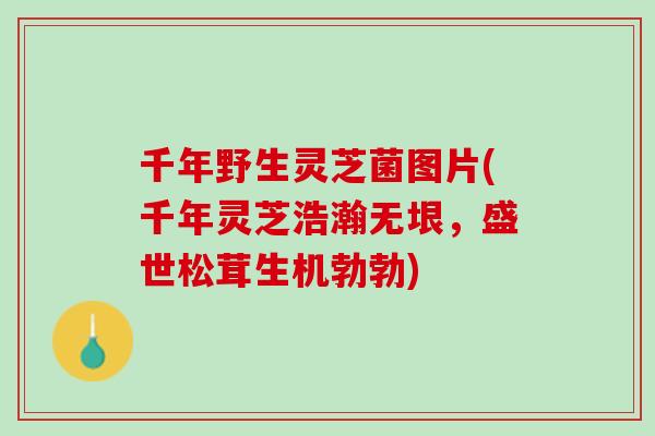 千年野生灵芝菌图片(千年灵芝浩瀚无垠，盛世松茸生机勃勃)