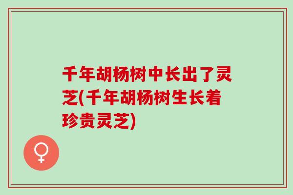 千年胡杨树中长出了灵芝(千年胡杨树生长着珍贵灵芝)