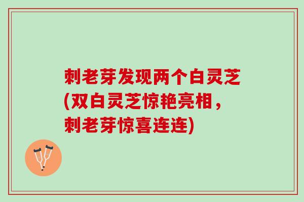 刺老芽发现两个白灵芝(双白灵芝惊艳亮相，刺老芽惊喜连连)