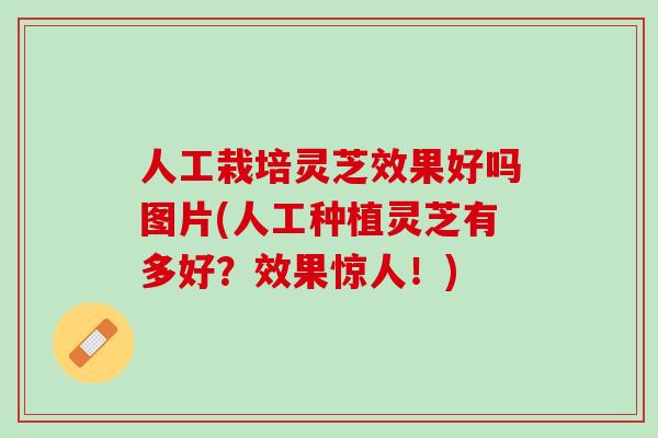 人工栽培灵芝效果好吗图片(人工种植灵芝有多好？效果惊人！)