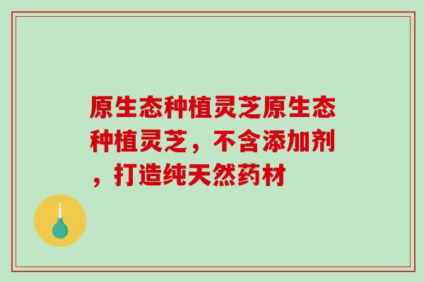 原生态种植灵芝原生态种植灵芝，不含添加剂，打造纯天然药材