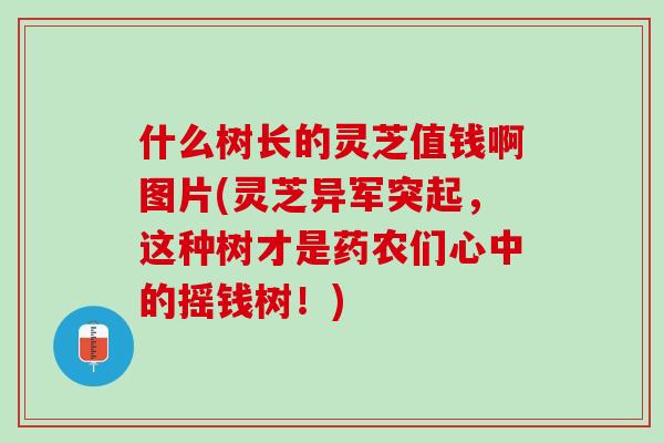 什么树长的灵芝值钱啊图片(灵芝异军突起，这种树才是药农们心中的摇钱树！)
