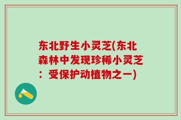 东北野生小灵芝(东北森林中发现珍稀小灵芝:受保护动植物之一) 东北野生小灵芝(东北森林中发现珍稀小灵芝:受保护动植物之一)
