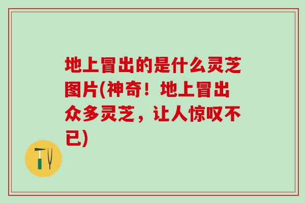 地上冒出的是什么灵芝图片(神奇！地上冒出众多灵芝，让人惊叹不已)