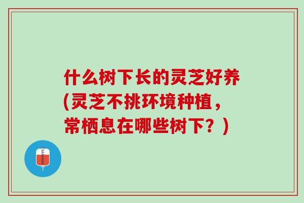 什么树下长的灵芝好养(灵芝不挑环境种植，常栖息在哪些树下？)
