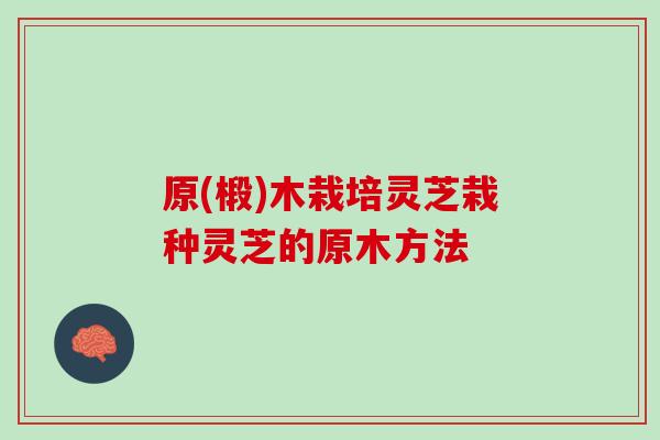原(椴)木栽培灵芝栽种灵芝的原木方法
