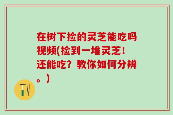 在树下捡的灵芝能吃吗视频(捡到一堆灵芝!还能吃?教你如何分辨。) 在树下捡的灵芝能吃吗视频(捡到一堆灵芝!还能吃?教你如何分辨。)