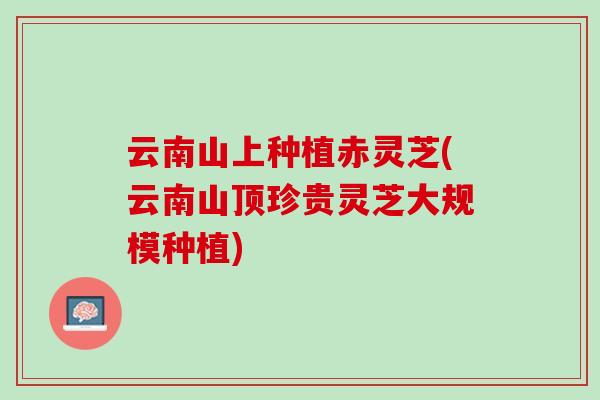 云南山上种植赤灵芝(云南山顶珍贵灵芝大规模种植)