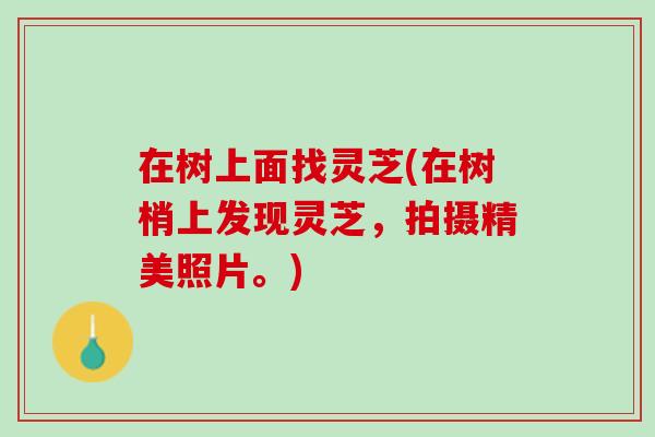 在树上面找灵芝(在树梢上发现灵芝,拍摄精美照片。) 在树上面找灵芝(在树梢上发现灵芝,拍摄精美照片。)