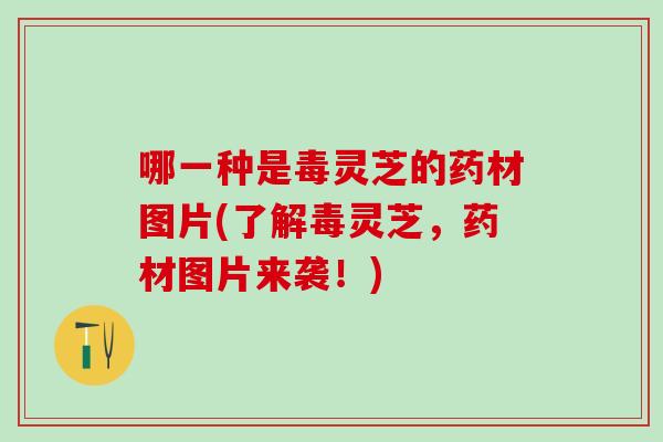 哪一种是毒灵芝的药材图片(了解毒灵芝，药材图片来袭！)
