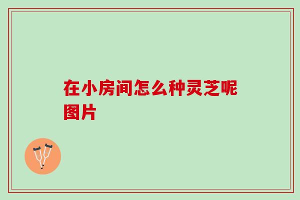 在小房间怎么种灵芝呢图片