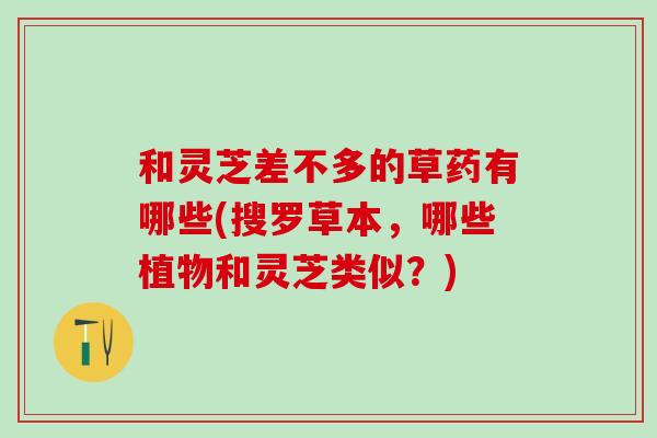 和灵芝差不多的草药有哪些(搜罗草本，哪些植物和灵芝类似？)