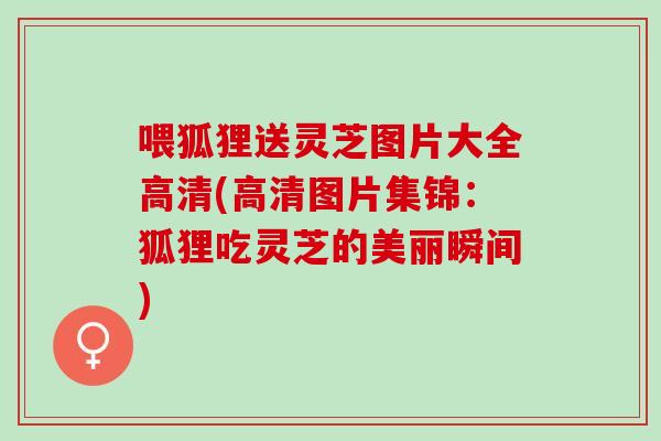 喂狐狸送灵芝图片大全高清(高清图片集锦：狐狸吃灵芝的美丽瞬间)