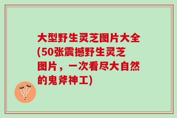 大型野生灵芝图片大全(50张震撼野生灵芝图片，一次看尽大自然的鬼斧神工)
