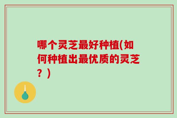 哪个灵芝好种植(如何种植出优质的灵芝？)