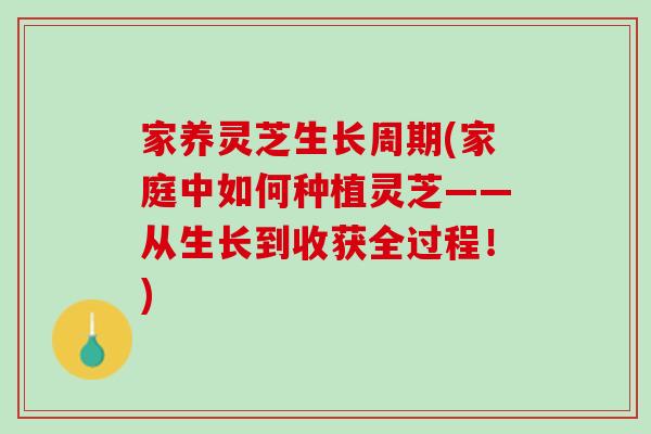 家养灵芝生长周期(家庭中如何种植灵芝——从生长到收获全过程！)