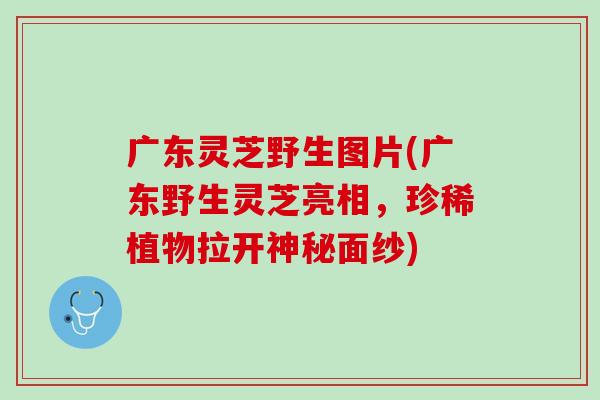 广东灵芝野生图片(广东野生灵芝亮相，珍稀植物拉开神秘面纱)
