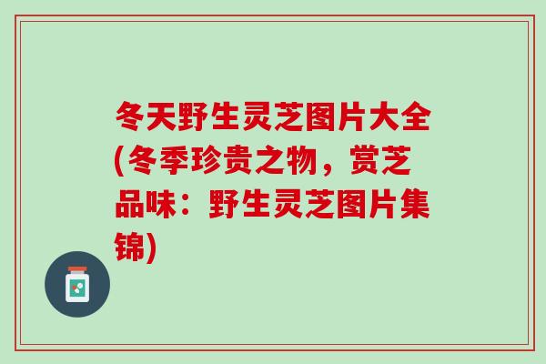 冬天野生灵芝图片大全(冬季珍贵之物，赏芝品味：野生灵芝图片集锦)